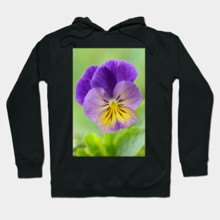 Pansy Viola Hoodie